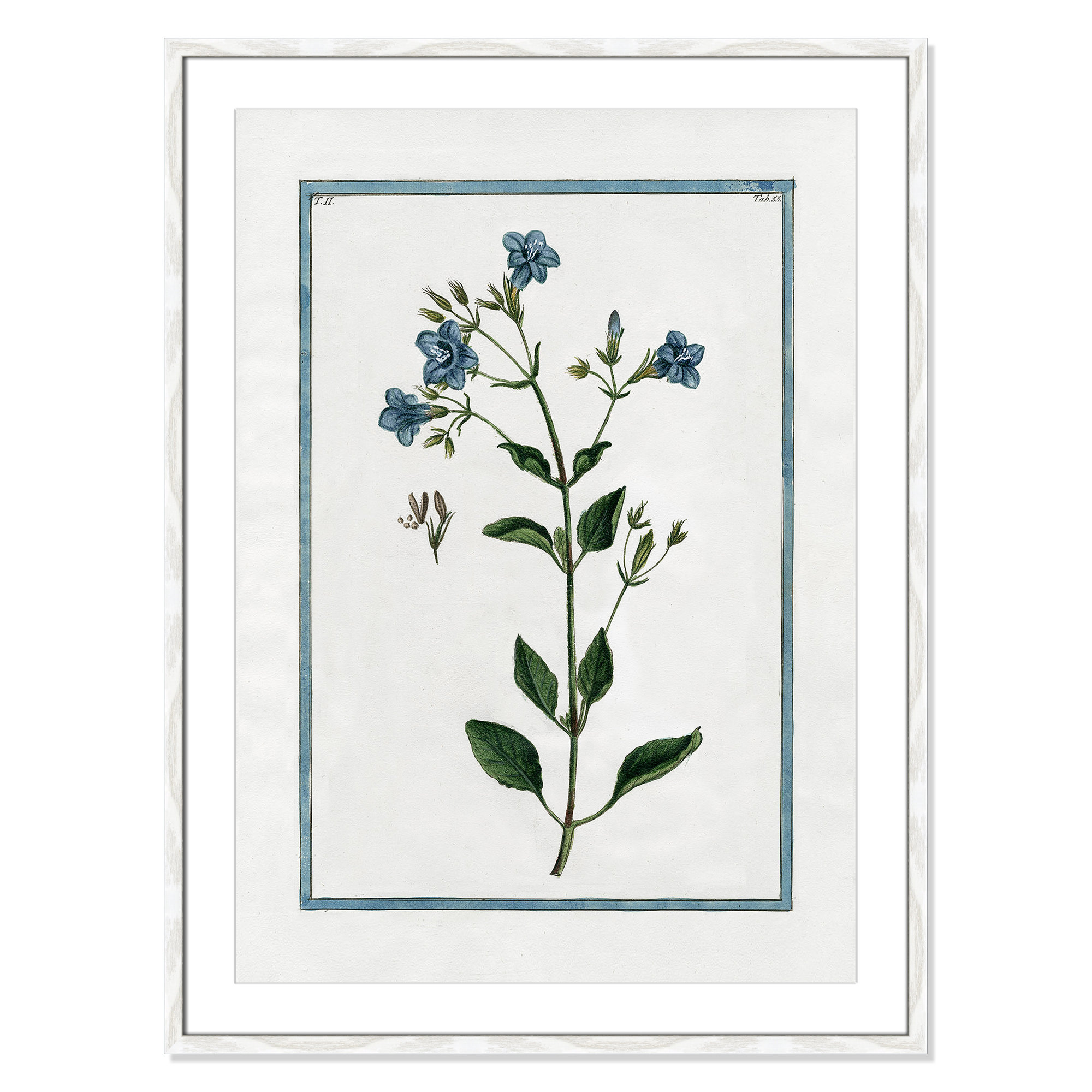 Shabby Elegance Botanical II - Framed Art, 25.5" W x 35.5" H, White Framed