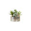 Succulents Arrangement in Silver Etched Bowl