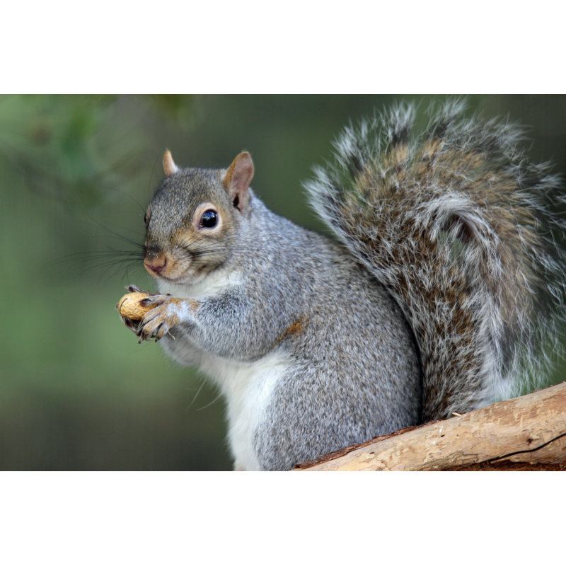 Squirrel With A Peanut by Suefeldberg - Wrapped Canvas Print, 32"H x 48"W