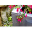Planter Box-20659356