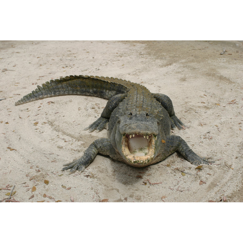 Alligator - Everglades National Park by AndrewAshby - Wrapped Canvas Print, 30cm H x 46cm W