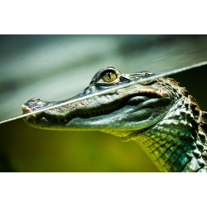 Caiman Crocodilus - Photographie sur toile tendue, H 8 po x l 12 po x P 1,25 po