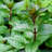 4 in. Herb Chocolate Mint (3-Pack)