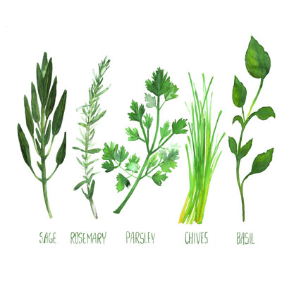 «Watercolor Herbs» par Dogwood Portfolio - impression sur toile tendue