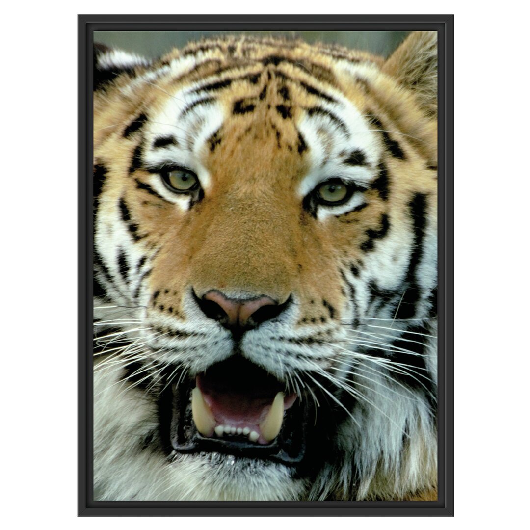 Gerahmtes Wandbild Tiger mit offenem Maul