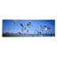 « troupeau of seagulls flying on the beach, new york state », reproduction de photo sur toile-19977113-71976052