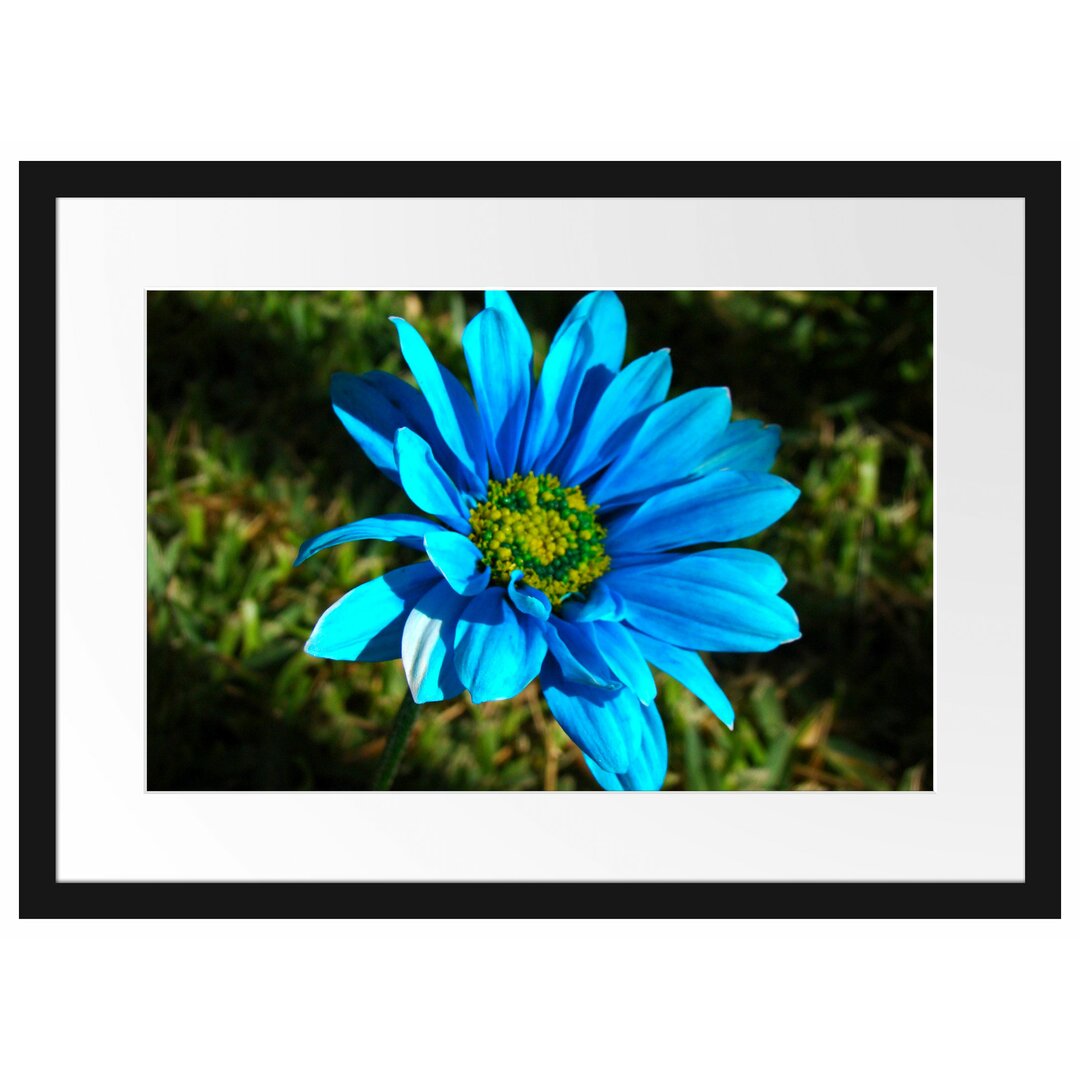 Gerahmtes Poster Schöne blaue Blüte