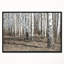 « belle dense bouleau forest view », reproduction de photo sur toile encadrée-26690683