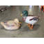 Statue mâle canard colvert