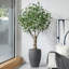 Ficus artificiel Adcock résistant aux rayons UV de 8 pi avec grand pot de fleurs gris, décor de ficus