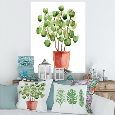 " Chinese Money Plant In Pot "