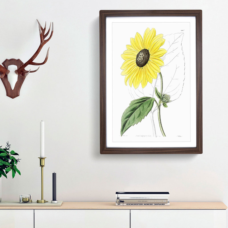 A Californian Sunflower - Wall Art, 45cm H x 33cm W x 2cm D, Walnut Framed