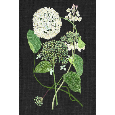 Étude d'hortensias blancs I
