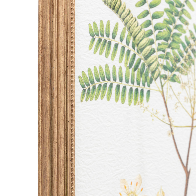 Assorted Ferns Framed Art