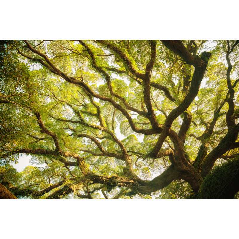 Ancient Banyan Canopy by Shilh - Wrapped Canvas Print, 30cm H x 46cm W x 3.8cm D