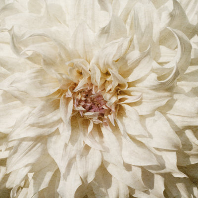 Fleur murale