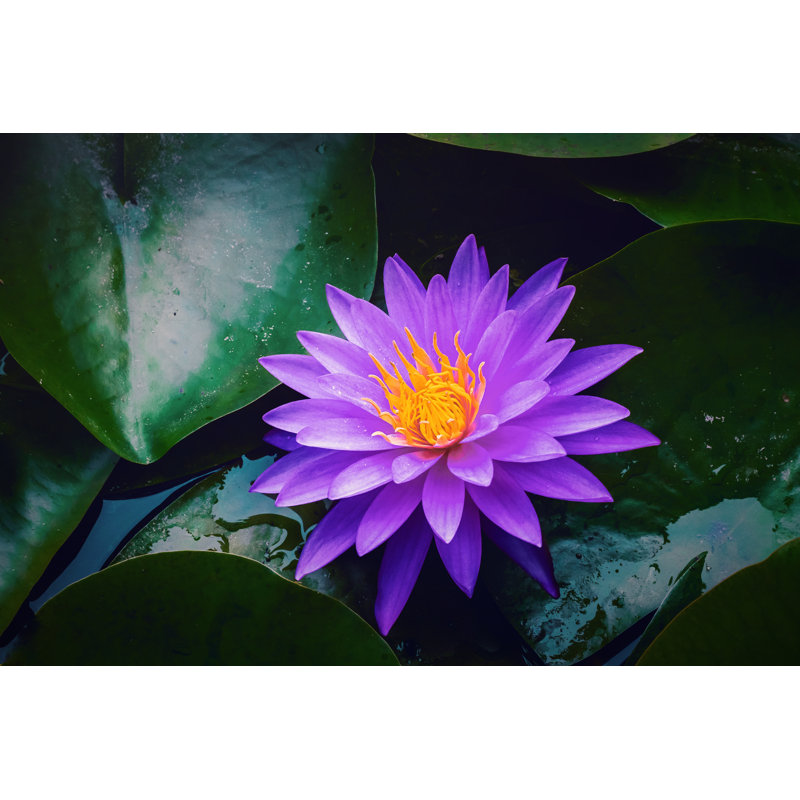 Water Lilies Blooming In Summer Pond by Niuniu - Wrapped Canvas Print, 20cm H x 30cm W x 3.8cm D