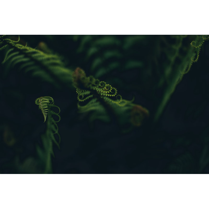 Fern Background by Jasmina007 - Print, 20cm H x 30cm W