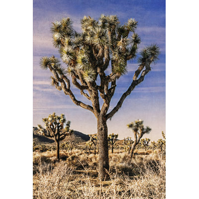Vue de Joshua Tree IV
