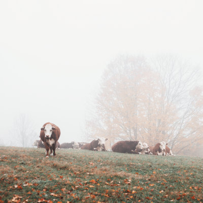Misty Pasture by Laura Marshall - Wrapped Canvas Painting