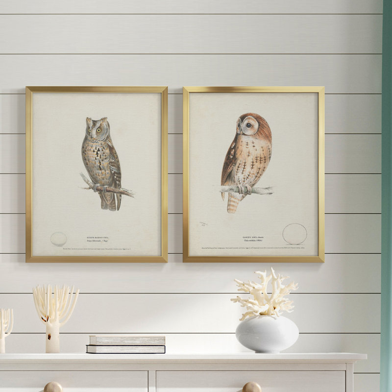 Scops - Eared Owl - Reproduction d'art graphique encadré, Papier avec cadre doré, H 16 po x l 38 po x P 1,5 po