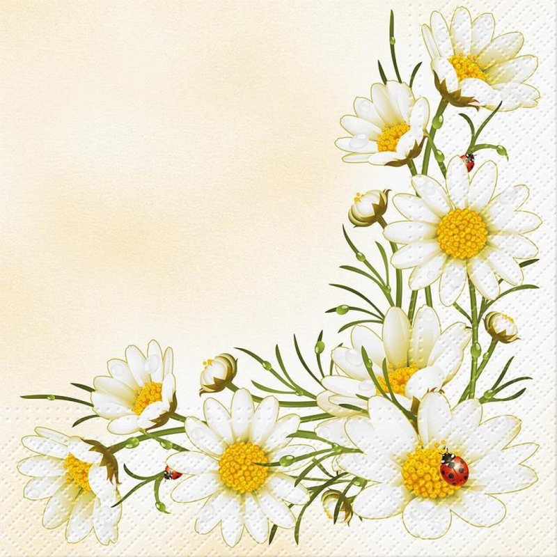 Ensemble de 20 bouquets de marguerites