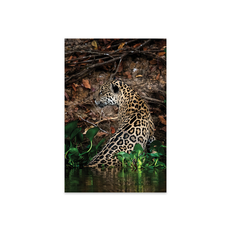 Jaguar Print On Acrylic Glass