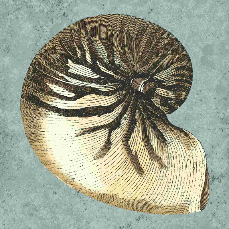 Coquillages délavés à la pierre III, H 12 po x l 12 po