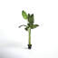 78'' Faux Banana Leaf Tree in Pot