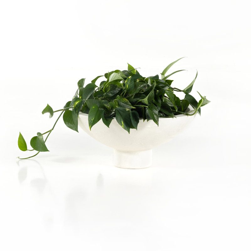 Pressler Planter