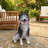 Lifelike Husky Dog Statue