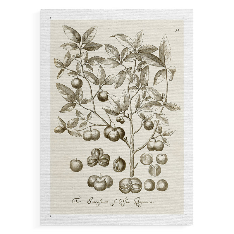 «Sepia Botanical Journal II», impression sur toile seulement - non encadrée, H 27 po x l 18 po