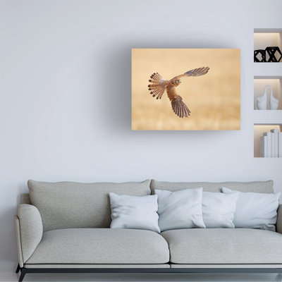 Bolog Shlomo Waldmann Common Kestrel Canvas Art