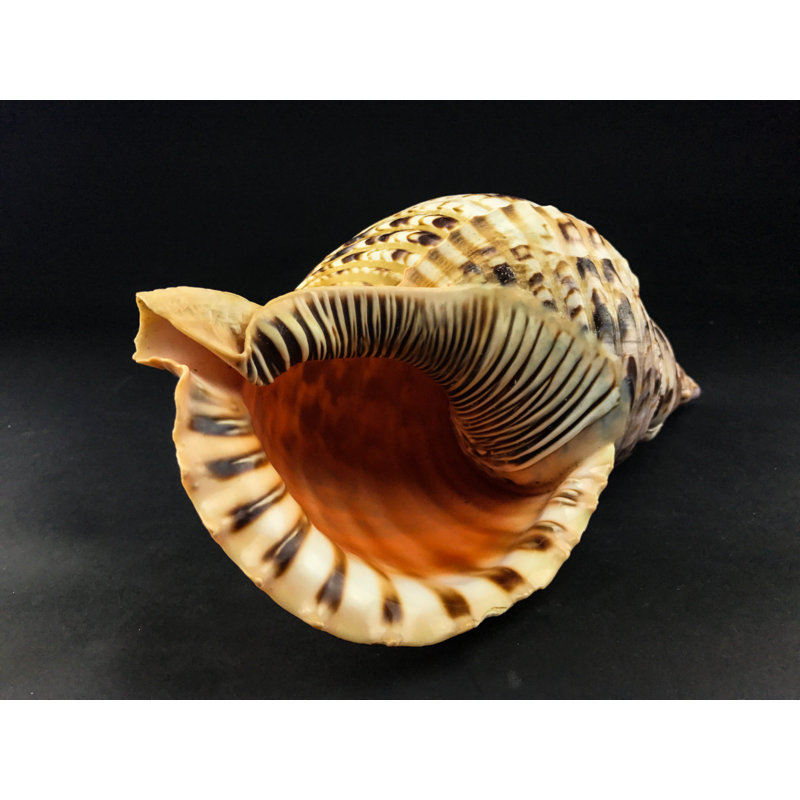 Genuine Atlantic Triton Shell (1.6 Lbs)
