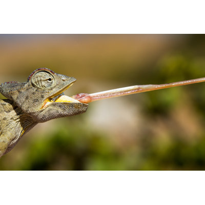 Deshmuk Desert Chameleon - Wrapped Canvas Print