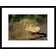 Global Gallery Galapagos Land Iguana Framed On Paper Print | Wayfair