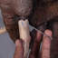 Statue de table Mammoth
