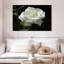 Harnek Dewdrops sur une rose blanche-107497045