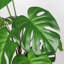 Plante artificielle 30 po avec pot blanc (ensemble de 2) Monstera Deliciosa, plante artificielle tropicale réaliste pour la décoration intérieure, le salon, la chambre à coucher et le bureau