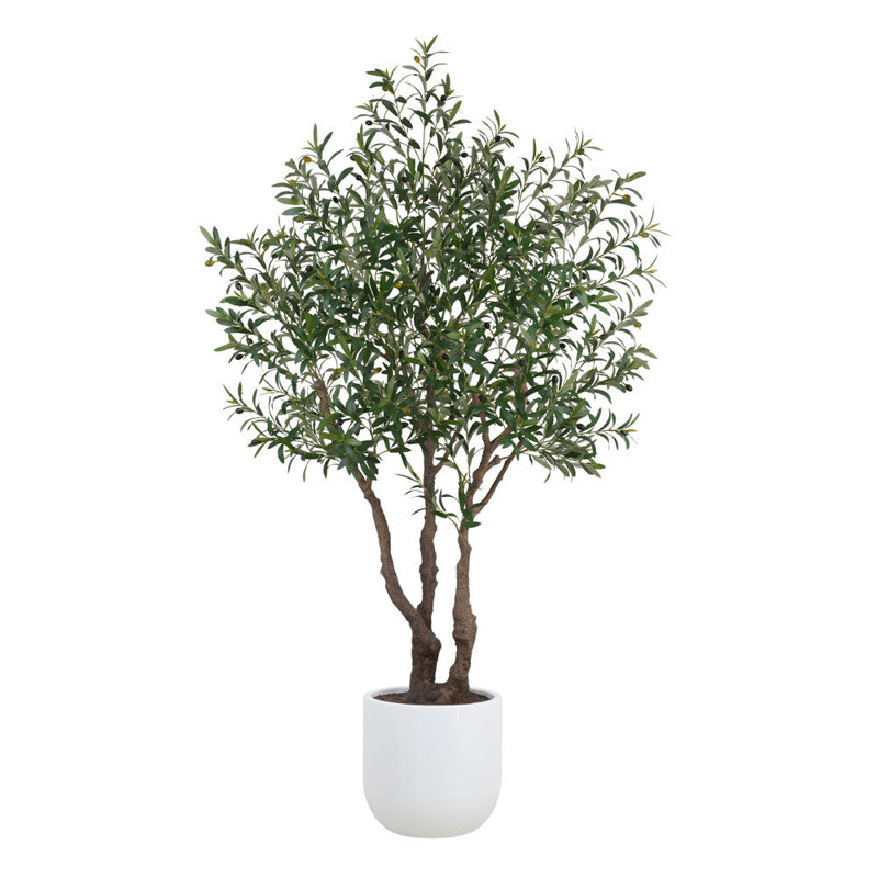 7.5FT OLIVE TREE, POTTED