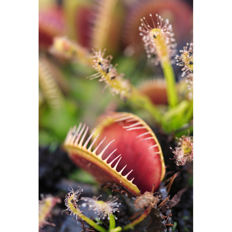Venus Flytrap par Lovleah - Photographie sur toile tendue, L 12 po x H 18 po