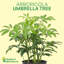 Live Arboricola Plant