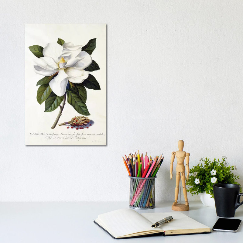 «Magnolia Grandiflora» par Georg Dionysius Ehret, impression sur toile tendue, H 12 po x l 8 po x P 0,75 po