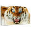 Tigre furieux Brampt