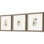 Botanique antique I S / 3