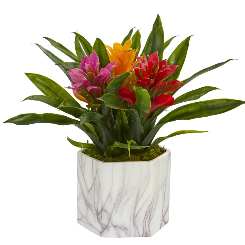 Plante de bureau en vase bromeliad, Assortis