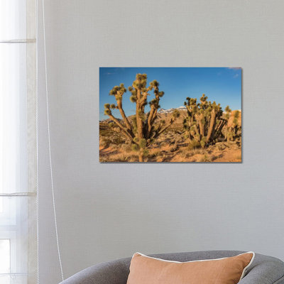 Joshua Trees In The Desert, Virgin Mountains, Gold Butte National Monument, Nevada by Jeff Foott - Wrapped Canvas Print