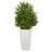 Sweet Grass Plant in White Planter