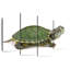 Tortue à oreilles rouges Brampt