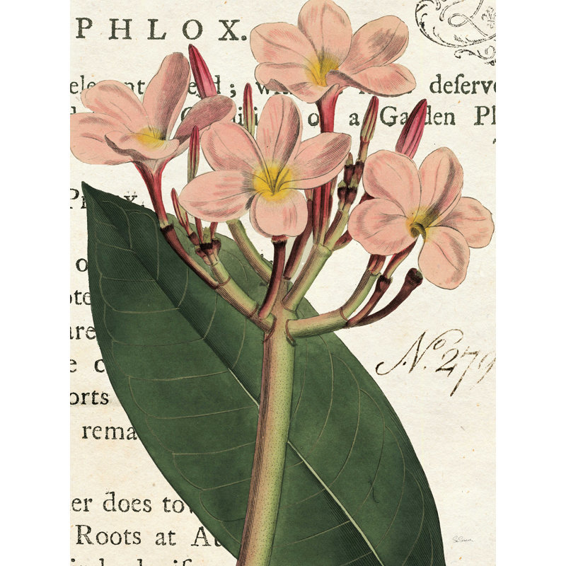 Phlox botanique - reproduction sur toile, H 16 po x l 12 po